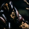 gromphadorhina portentosa. hissing cockroach. madagascar.jpg